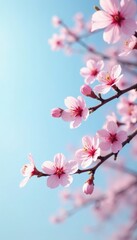 Obraz premium Delicate pink cherry blossoms float gently on a pale blue sky, pink cherry blossoms, blossom, branches