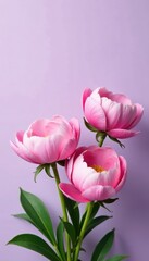 Obraz premium delicate pink peonies on a soft lavender background, foliage, nature
