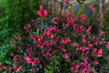 Red azaleas flower