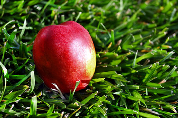 DURAZNO SOBRE EL CESPED NATURALEZA FRESCA PASTO VERDE