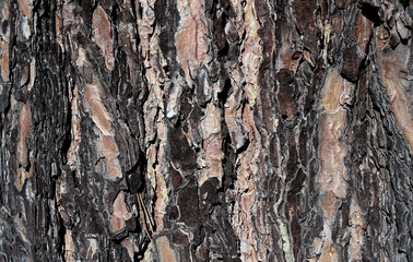 Texture of tree bark cracked by weathering.