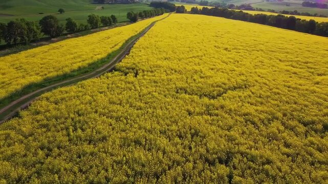 A vast field of bright yellow flowers stretches across the landscape under a clear blue sky. Lush greenery borders the vibrant blooms, creating a picturesque rural setting.