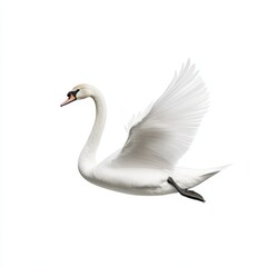 Obraz premium Graceful Swan Serenity on White Background - Photorealistic Image of Elegance and Tranquility