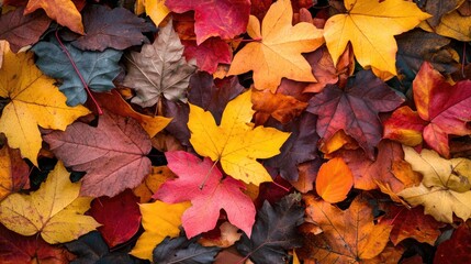 A beautiful display of colorful fall leaves creating a textured surface
