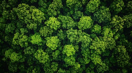 Naklejka premium Aerial view lush green forest canopy