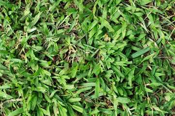 Obraz premium Grass plant leaf