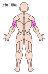 上腕三頭筋、人体の筋肉図