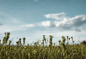 closeup of fresh plants on field against sky