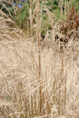 Fototapeta premium dry summer grasses in australian rural landscape