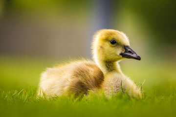 close up of Canada Goose gosling - branta canadensis - resting on grass with its legs tucked under...