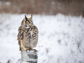 Great Horned Owl perched in Winter, snowy blurred background