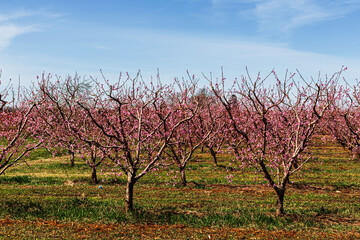  Blooming peach trees in the fields over blue sky , spring time