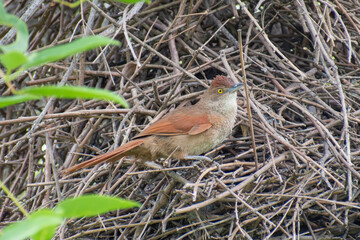 greater thornbird (Phacellodomus ruber) perching on its impressive nest, seen in Buenos Aires, Argentina