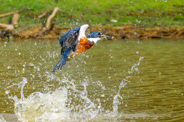 Ringed Kingfisher hunting for food