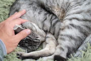 眠る猫を撫でる飼い主　サバトラ猫
