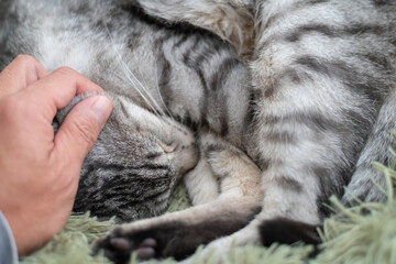 眠る猫を撫でる飼い主　サバトラ猫