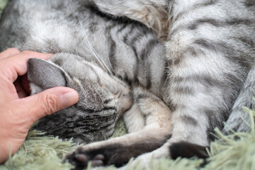 眠る猫を撫でる飼い主　サバトラ猫