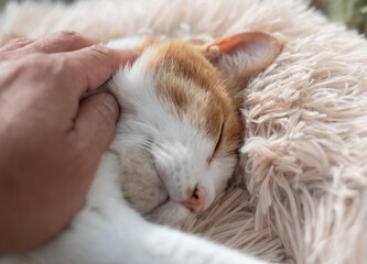 かわいい飼い猫を撫でる飼い主　茶トラ白