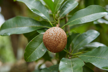 Close-up view of unripe Sapodilla or Ciku fruit on tree