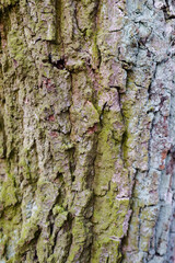 Close up lush green moss envelops the trees in the mystical woods