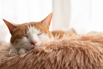 窓辺で眠る可愛い猫　茶トラ白
