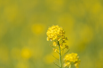 満開の菜の花畑
