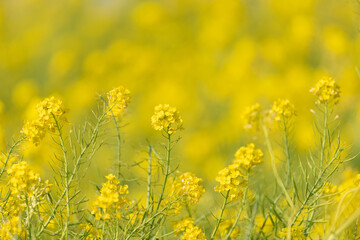 満開の菜の花畑