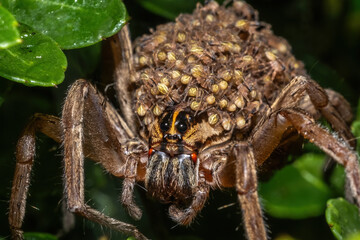  A Rabid Wolf Spider carries hundreds of babies on her back.