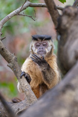 Capuchin Monkey