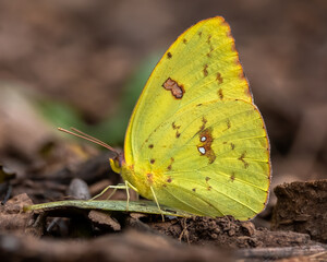 A Cloudless Sulphur (Phoebis sennae) butterfly