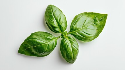 Obraz premium Fresh basil leaves on white background, food ingredient, cooking