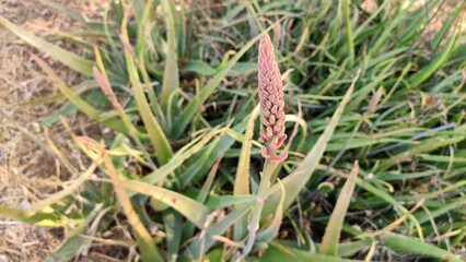 Blooming Aloe Vera flowers, close up view
