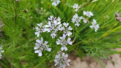 Coriander flowers, blooming coriander flowers 