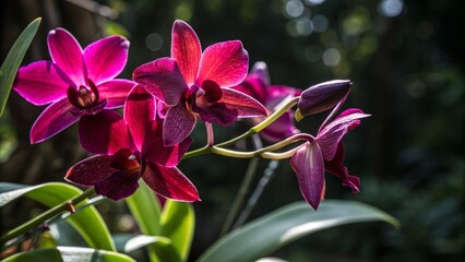 Close-Up Botanical Portrait: Luxurious Bloom, Rich Color, Light Leak Photography