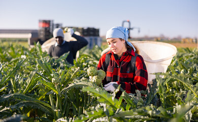 Hardworking young woman farmer working on a plantation harvests artichokes