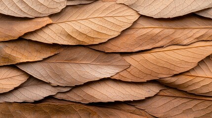 Autumn leaves texture natural environment abstract background