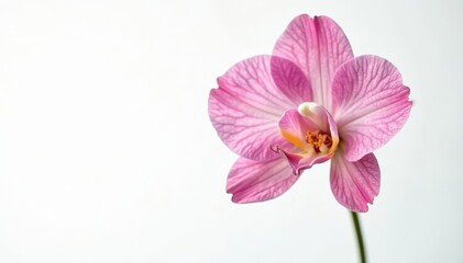 Pink and white snapdragon flower with slender stem and textured petals in a single bloom isolated, flowers, snapdragons, garden