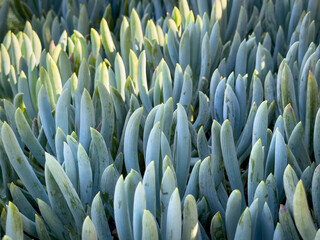 Obraz premium A closeup view of the blue chalksticks plant.