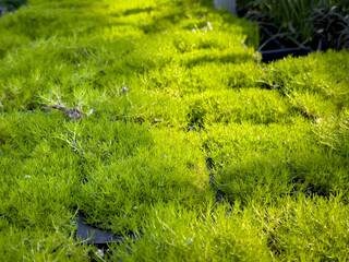 A view of Scotch Moss.