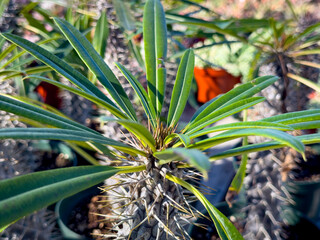 Obraz premium A view of a succulent called Madagascar palm.