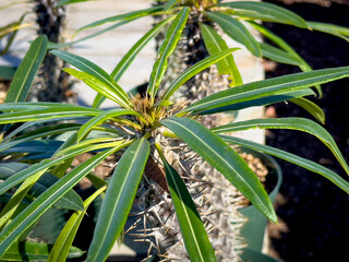 Fototapeta premium A view of a succulent called Madagascar palm.