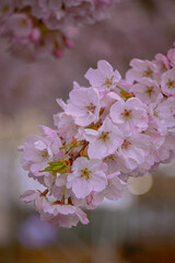 pink cherry blossom