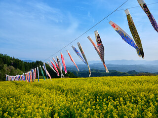 アルプス展望広場 菜の花畑と鯉のぼり
