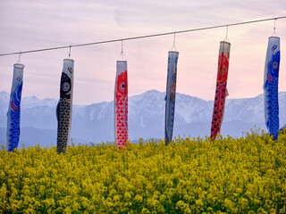 アルプス展望広場 菜の花畑と鯉のぼり