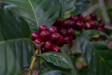 Close up macro of dark red ripen  coffee berries growing on a bush at a coffee plantation in El Salvador - Central American country. Selective focus. 