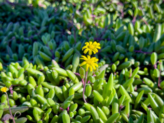 A view of a ruby beads plant, featuring its yellow flowers.