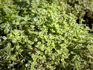 A view of leaves from the Little Missy Sedum plant.