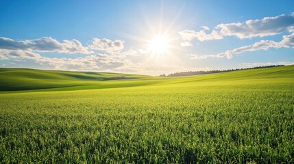 Obraz premium Rolling hills, vibrant green field, bright sunny day. Landscape photo
