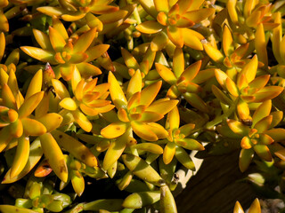 Obraz premium A view of several potted sedum firestorm plants, on display at a local nursery.