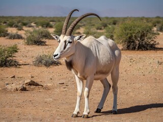 Addax (White Antelope): A desert-dwelling antelope from the Sahara with long, twisted horns and an incredible ability to survive without water for long periods.